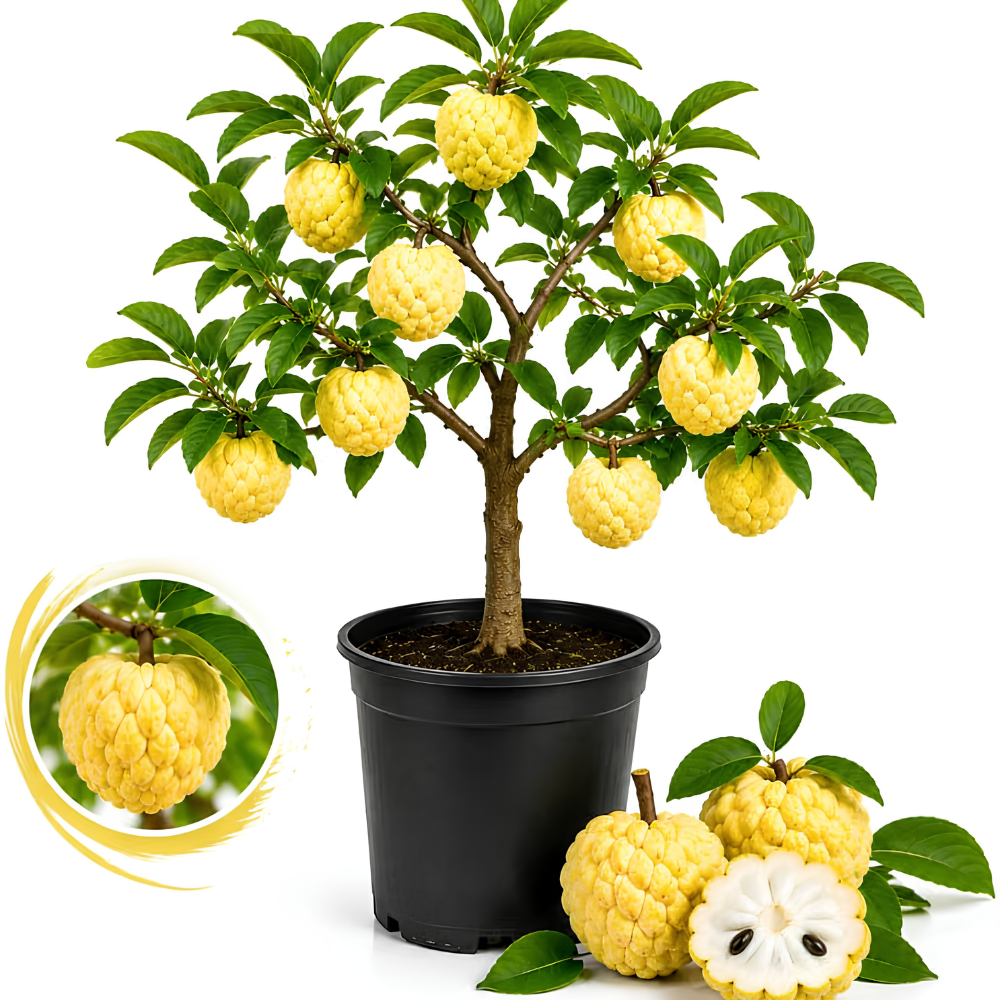 Sugar Apple Fruit Tree, 2-3 Ft Tall, 3 Gallon Pot, Hardy Tropical Fruit Plant for Landscape, Backyard Orchard and Outdoor Garden (No Ship to CA, HI, AK)
