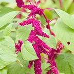 900 Pcs Love Lies Bleeding Amaranth Seeds for Planting, Robust Upright Stalks & Bright Drooping Red Flowers, Easy to Care Outdoor Yard Decor
