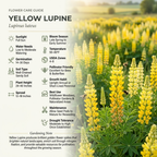 150 Pcs Yellow Lupine Seeds Perennial, Non-GMO Heirloom Flowers for Patios, Vigorous Growth, Low Maintenance Meadow Displays