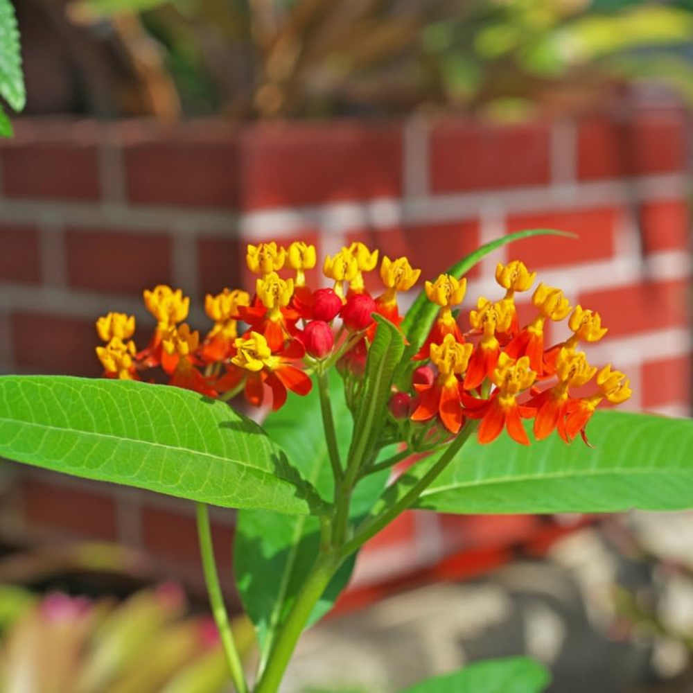 150 Pcs Milkweed Blood Flower Seeds, Non-GMO Heirloom Milkweed for Patios, Vigorous Growth, Low Maintenance Floral Displays