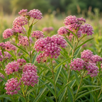 150 Swamp Milkweed Seeds, Cold-Hardy Perennial Plants, Grow Robust White Blooms for Pollinators & Outdoor Landscapes