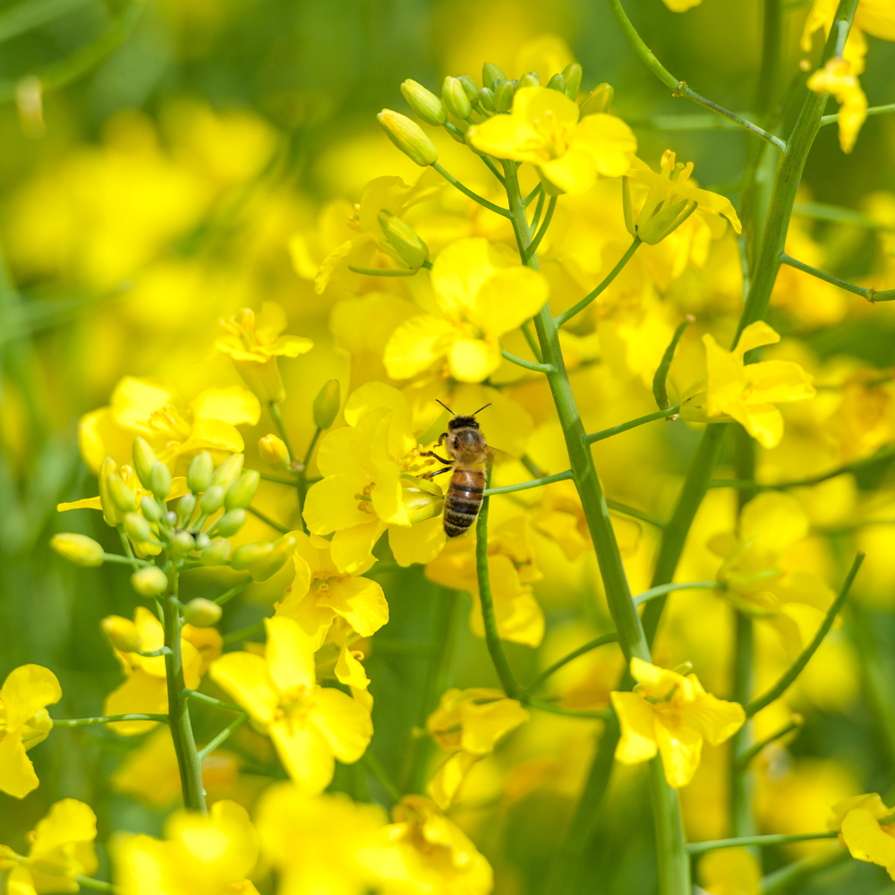 300 Pcs Basket of Gold Alyssum Flower Seeds, Cold-Hardy Perennial Plants, Grow Robust Golden Yellow Blooms for Ground Cover