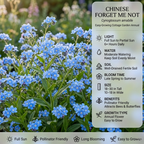 450 Pcs Heirloom Chinese Forget Me Not Seeds for Planting, Robust Lush Foliage & Bright Blue Flowers, Easy to Care Outdoor Yard Decor