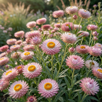 75 Pcs Silver Rose Strawflower Seeds, Vigorous, Heat-Tolerant Plants, Grow Robust Papery Blooms for Outdoor Landscapes