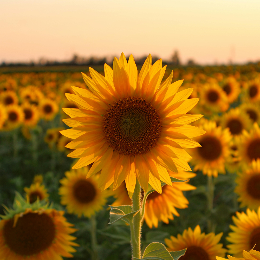 75 Pcs Autumn Beauty Sunflowers Seeds, Non-GMO Heirloom Flower Seeds for Patios & Gardens, Low Maintenance Cut Flowers