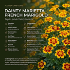 600 Pcs French Marigold Seeds, Non-GMO Heirloom Dainty Marietta Flowers for Patios, Vigorous Growth, Low Maintenance Border Displays
