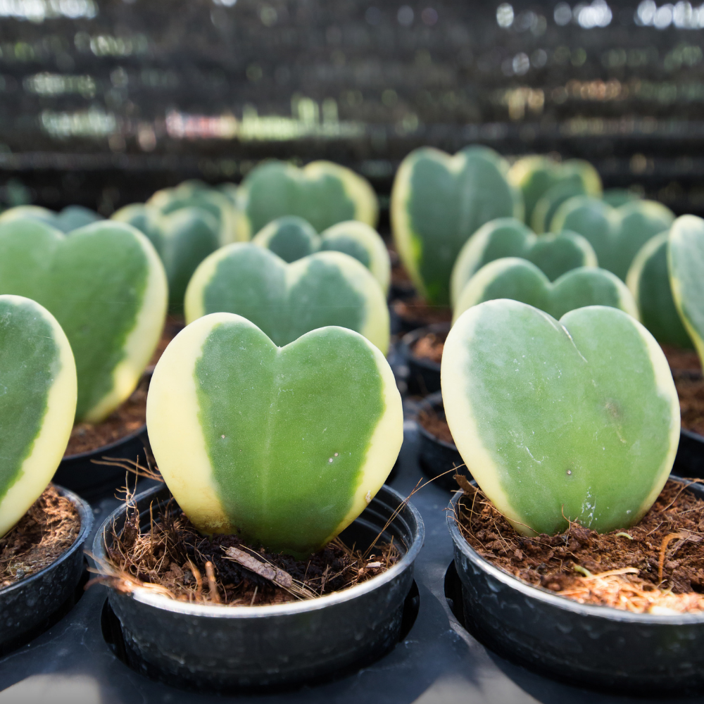 Variegated Hoya Kerrii Plant Live, 2" Pot, Easy Care Indoor Greenery, Two-Tone Heart Foliage for Home Decor and Small Spaces