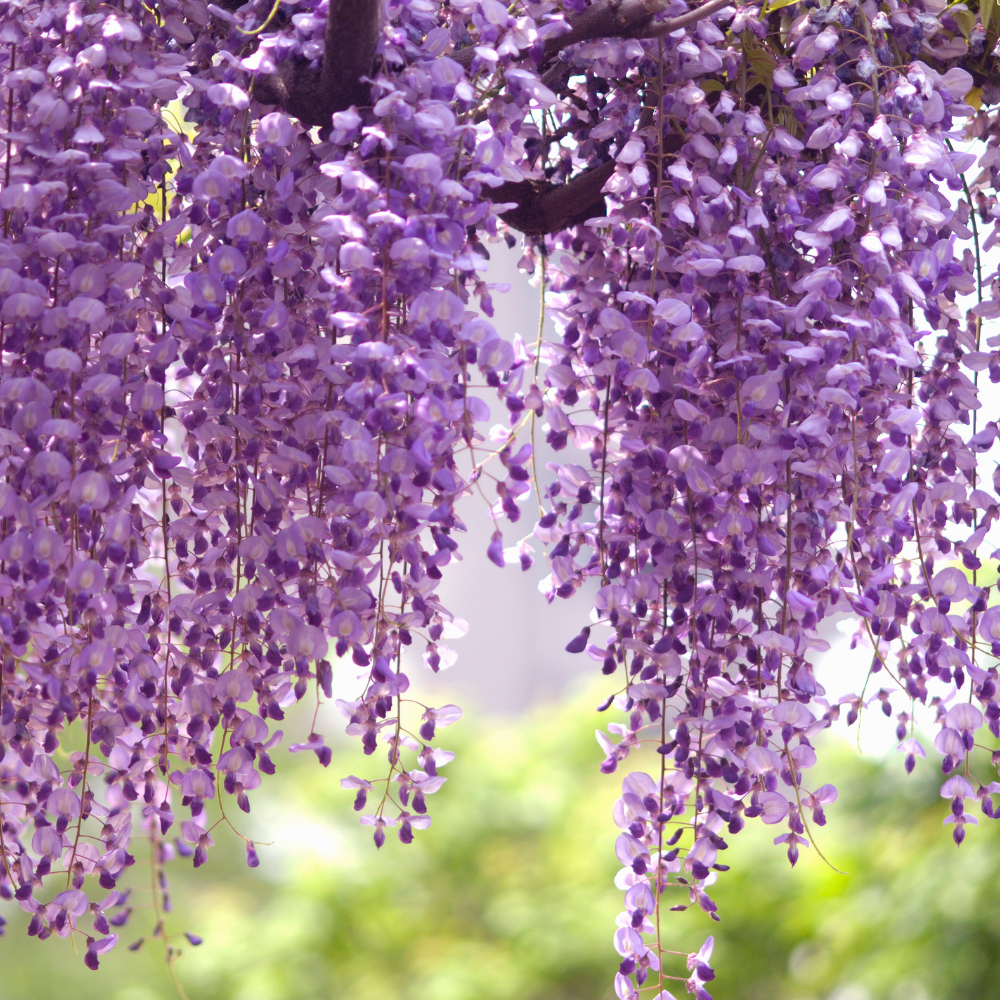 15 Pcs Wisteria Seeds for Planting Outdoors, Vigorous Flowers Yielding Striking Blooms for Yard Trellises, Easy to Care
