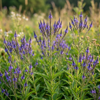 600 Pcs Wildflower Seeds for Planting - Blue Vervain, Cultivate Robust Upright Spikes & Bright Blue Flowers, Easy to Care Outdoor Yard Decor