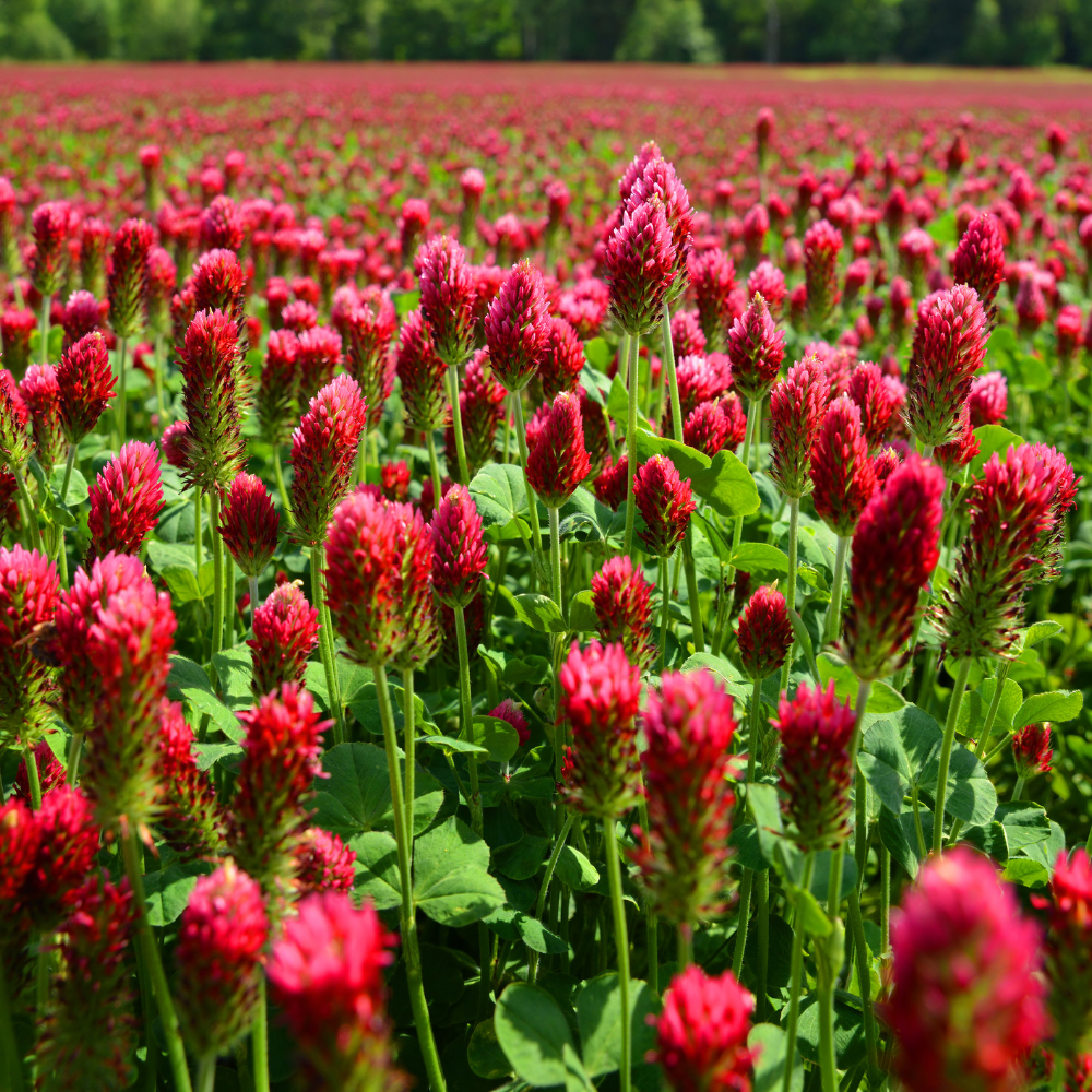 3000 Pcs Crimson Clover Seeds, Non-GMO Heirloom Flowers for Patios, Robust Lush Green Foliage & Bright Red Blooms, Low Maintenance Ground Cover