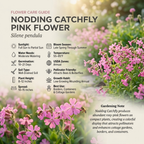 900 Pcs Nodding Catchfly Seeds, Vigorous, Cold-Hardy Plants, Grow Robust Pink Blooms for Rock Gardens