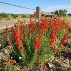 600 Pcs Standing Cypress Seeds, Cultivate Robust Feathery Foliage & Bright Red Spikes, Easy to Care Outdoor Yard Decor