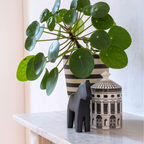 Chinese Money Plant Live in 4'' Inch Pot | Pilea Plant Live | Easy-Care Indoor Houseplant for Apartments, Workspaces & Decorative Pots | Real Plants for Gardening Lovers