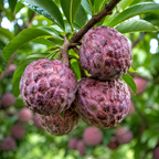 Sugar Apple Tree in 3 Gallon Pot, 2-3 Ft Tall, Well-Rooted Tree, USDA Zone 9-11, Hardy Custard Apple Fruit Tree for Home Garden (No Ship to CA, HI, AK)