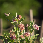 150 Pcs Showy Milkweed Seeds, Premium Non-GMO Heirloom Flowers for Patios - Vigorous Growth, Low Maintenance Meadow Displays