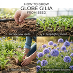 100 Pcs Globe Gilia Seeds for Planting Outdoors, Non-GMO Heirloom Blue Wildflowers, Sturdy Low Maintenance Spherical Blooms for Yard Borders