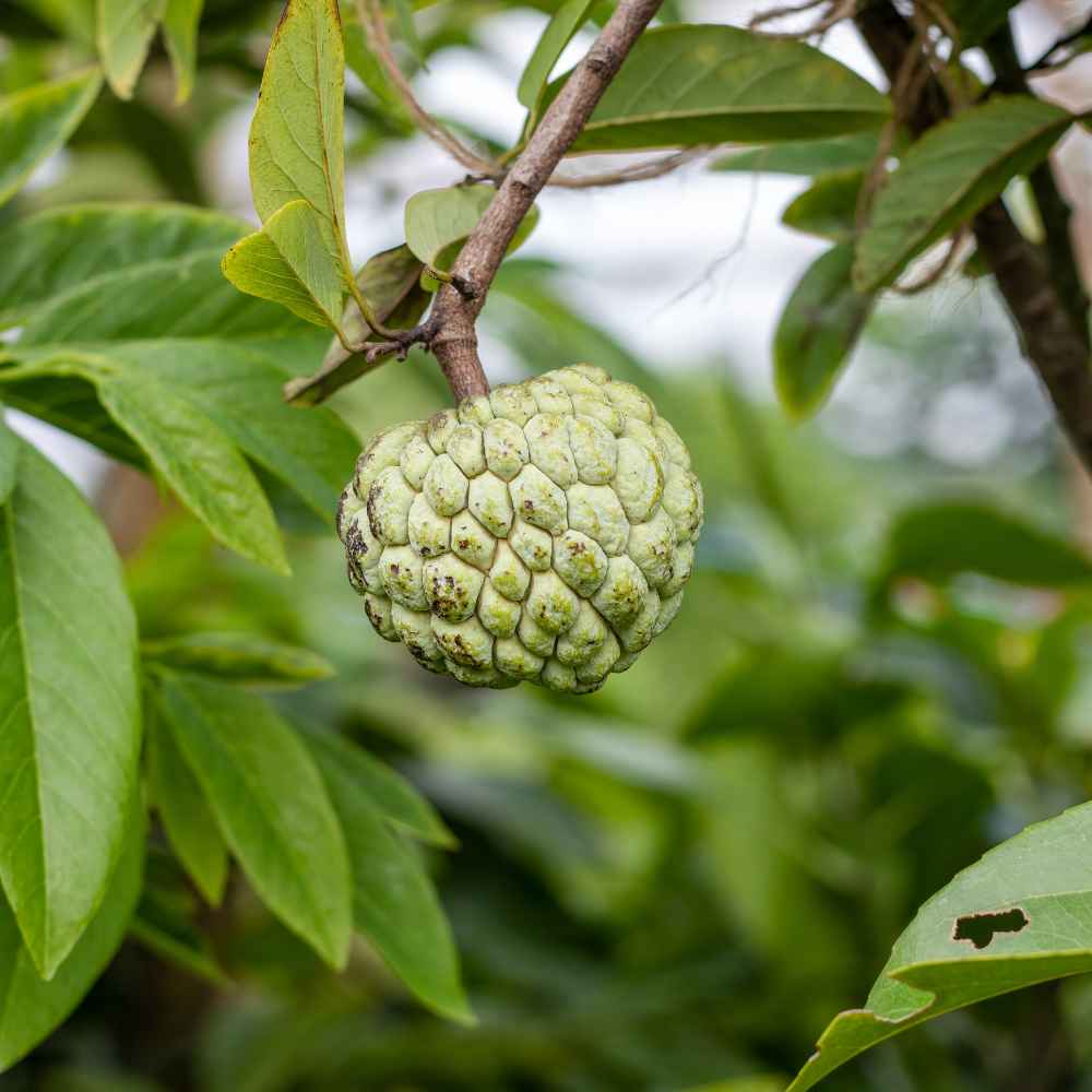 (No Ship to CA,HI,AK) Green Sugar Apple Tree Live Plant | Tropical Custard Apple Fruit Plant in 1 Gallon Pot | 16-24 Inches Tall | Hardy, Cold Climate Ready