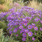 900 Pcs Aster Seeds Perennial for Planting, Non-GMO New England Aster Flowers, Lush Foliage & Bright Purple Flowers, Easy to Care Outdoor Yard Decor
