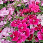 750 Pcs Sweet William Flower Seeds, Heirloom Dianthus Barbatus Mix for Planting, Fast-Growing Plants for Bright Sunlit Gardens