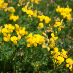 900 Pcs Birds Foot Trefoil Seeds, Cold-Hardy Perennial Plants, Grow Robust Yellow Blooms for Outdoor Landscapes