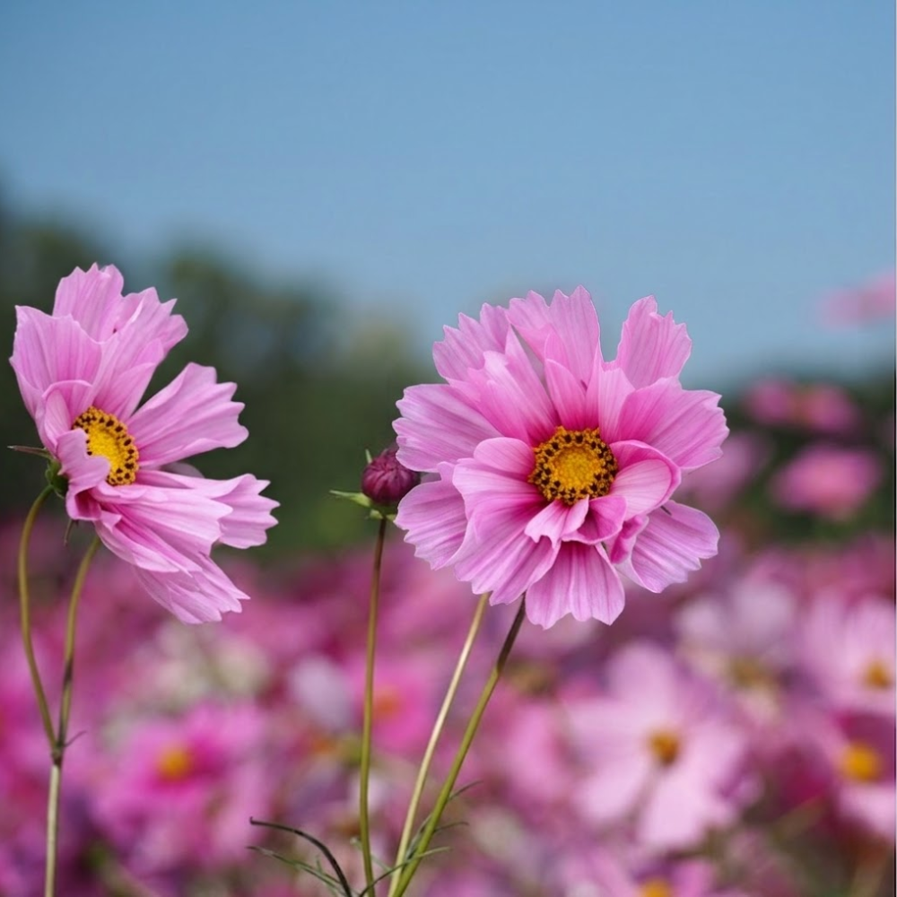 300 Pcs Sea Shells Cosmos Seeds for Outdoors, Cultivate Robust Feathery Foliage & Bright Fluted Flowers, Easy to Care Outdoor Yard Decor