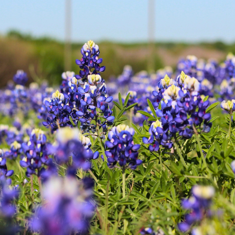 150 Pcs Texas Bluebonnet Wildflower Seeds for Planting, Cultivate Robust Upright Stalks & Bright Blue Flowers, Easy to Care Outdoor Yard Decor