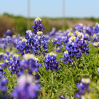 150 Pcs Texas Bluebonnet Wildflower Seeds for Planting, Cultivate Robust Upright Stalks & Bright Blue Flowers, Easy to Care Outdoor Yard Decor