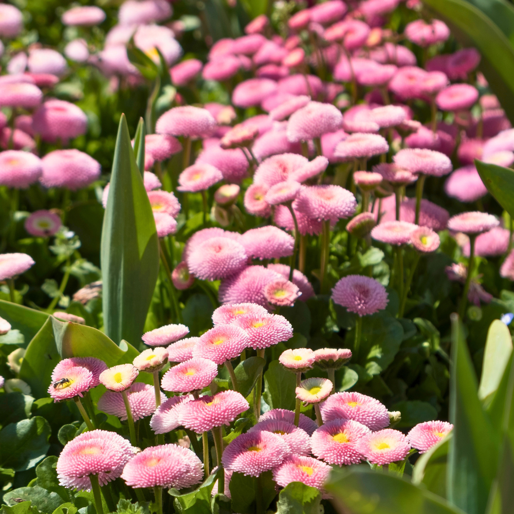 900 Pcs English Daisy Seeds Mixed for Outdoors, Non-GMO Heirloom Flowers for Patios, Easy to Care Outdoor Yard Decor