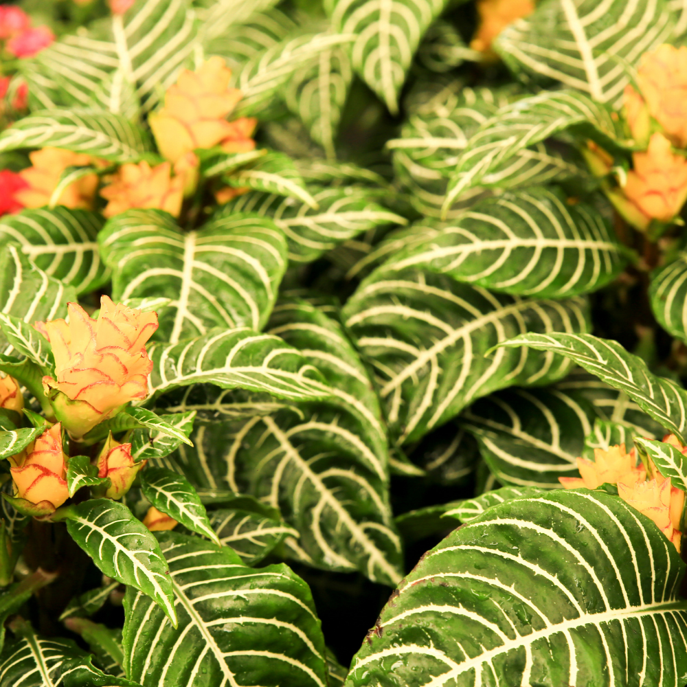 Snow White Zebra Plant, Live Aphelandra in 4 Inch Pot, Ideal for Modern Home Décor, Desk Displays & Plant Collections, Easy to Grow