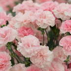 300 Pcs Heirloom Carnation Seeds for Planting, Non-GMO Heirloom Chabaud Carnation for Bouquets, Easy to Care Outdoor Yard Decor