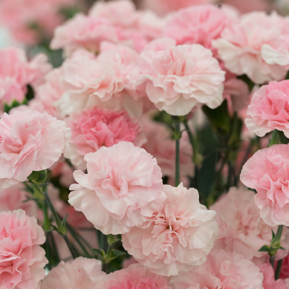 300 Pcs Heirloom Carnation Seeds for Planting, Non-GMO Heirloom Chabaud Carnation for Bouquets, Easy to Care Outdoor Yard Decor