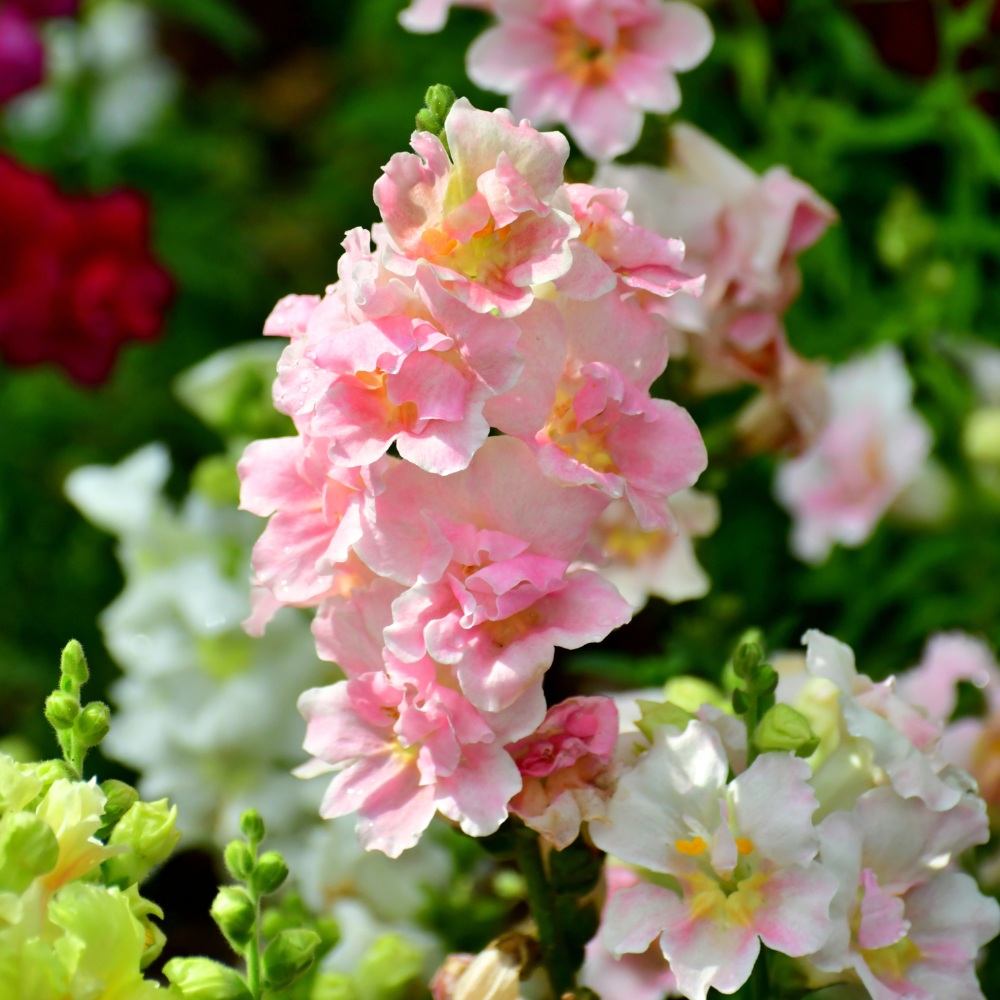 90 Pcs Chantilly Light Pink Snapdragon Seeds Vigorous, Cold-Hardy Plants, Grow Robust Open-Faced Blooms for Edging & Outdoor Landscapes