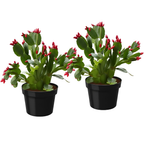 2 Red Thanksgiving Cactus Plants Live, Thanksgiving Cactus Plants Live in 4 Inch Pot, Easy Care Houseplant for Home Decor, Desks and Shelves