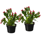 2 Red Thanksgiving Cactus Plants Live, Thanksgiving Cactus Plants Live in 4 Inch Pot, Easy Care Houseplant for Home Decor, Desks and Shelves