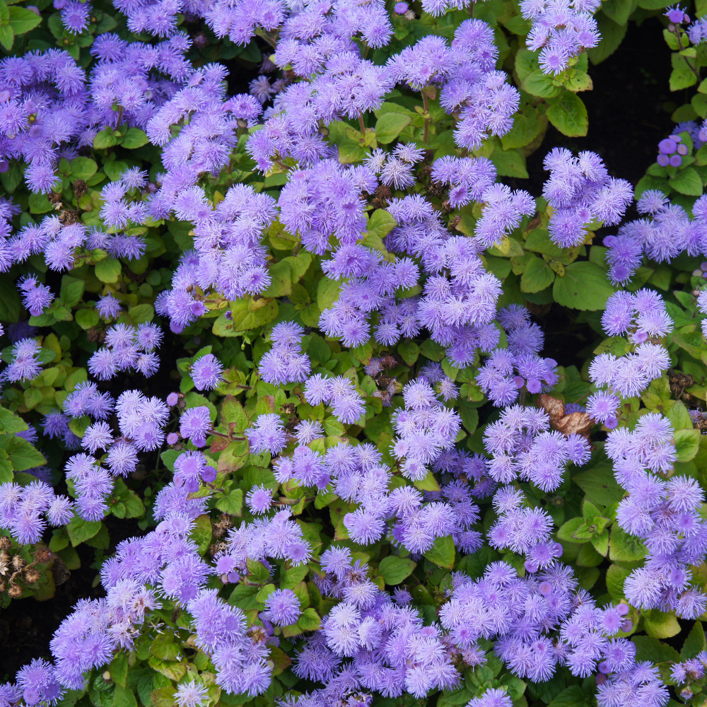 360 Pcs Dwarf Ageratum Seeds for Outdoors - Blue Mink Ageratum, Robust Compact Foliage, Easy to Care Outdoor Yard Decor