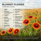 600 Pcs India Blanket Flower Seeds, Non-GMO Heirloom Gaillardia Aristata for Patios, Vigorous Growth, Low Maintenance Perennial