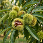 Chinese Chestnut Tree Live Plant, 3 Gallon Potted Edible Nut Tree Starter, High-Vigor Cold-Hardy Plant for Home Landscapes, Blight-Resistant Shade Tree for Backyard Orchards