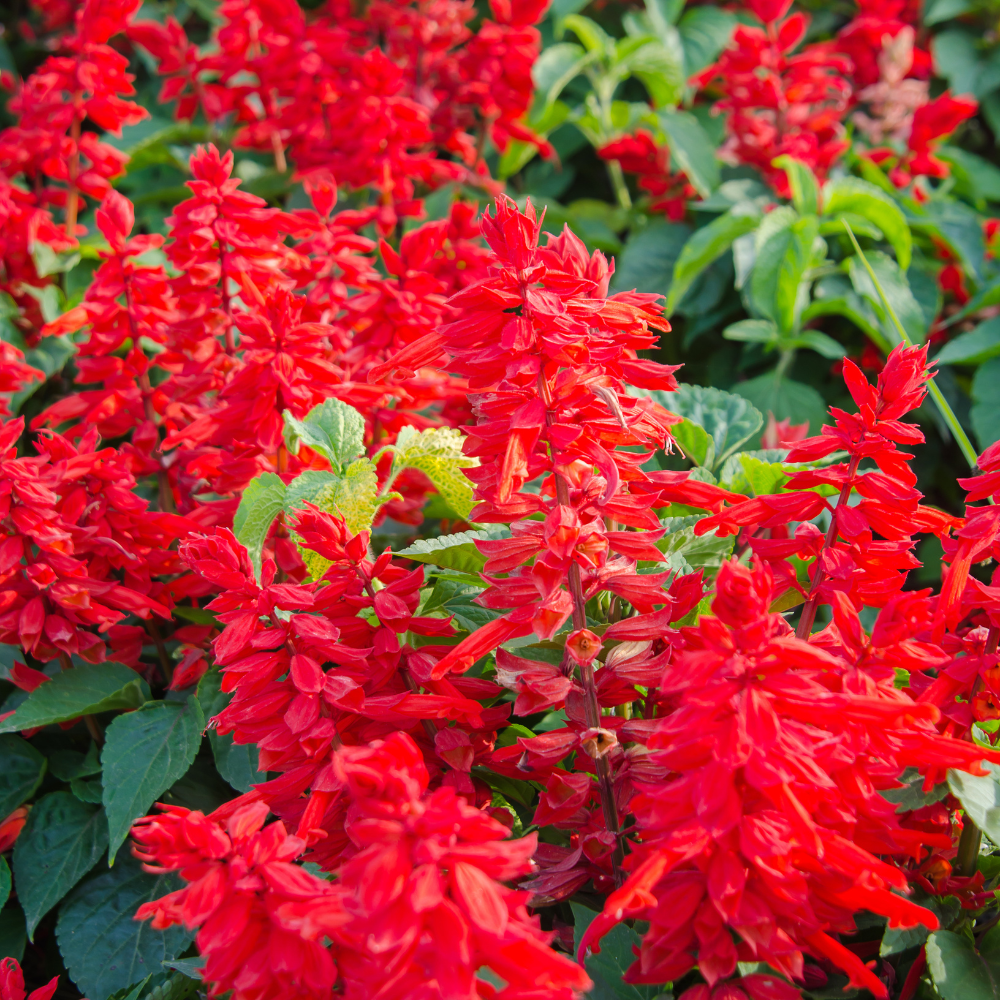 300 Pcs Scarlet Sage Perennial Seeds, Vigorous, Heat-Tolerant Plants, Grow Robust Red Tubular Blooms for Outdoor Landscapes