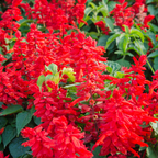 300 Pcs Scarlet Sage Perennial Seeds, Vigorous, Heat-Tolerant Plants, Grow Robust Red Tubular Blooms for Outdoor Landscapes