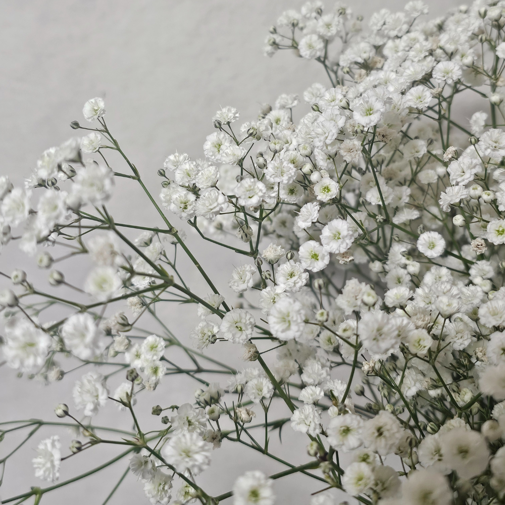 1500 Pcs Baby's Breath Seeds for Planting Outdoors, Non-GMO Heirloom Flowers, Low Maintenance Cloud Blooms for Yard Borders