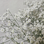 1500 Pcs Baby's Breath Seeds for Planting Outdoors, Non-GMO Heirloom Flowers, Low Maintenance Cloud Blooms for Yard Borders