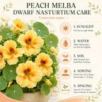50 Peach Melba Nasturtium Seeds, Easy to Grow, Annual Flower Seeds, Spectacular Edible Flowers with Sweet Cream & Coral Tones, Ideal for Borders & Garden Accents