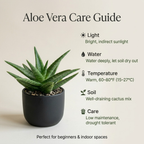 Aloe Vera Aloe Vera Live Plant for Planting in Size 2 Pot | Vibrant, Low-Maintenance Aleo Plant for Patio, Balcony & Indoor Spaces | Perfect for Plant Enthusiasts & Beginners