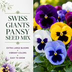 100 Swiss Giants Pansy Seeds Mix, Non GMO, Cold Hardy Flower Seeds, Long-Lasting, Vibrant Cool Season Blooms for Pots, Borders & Gardens