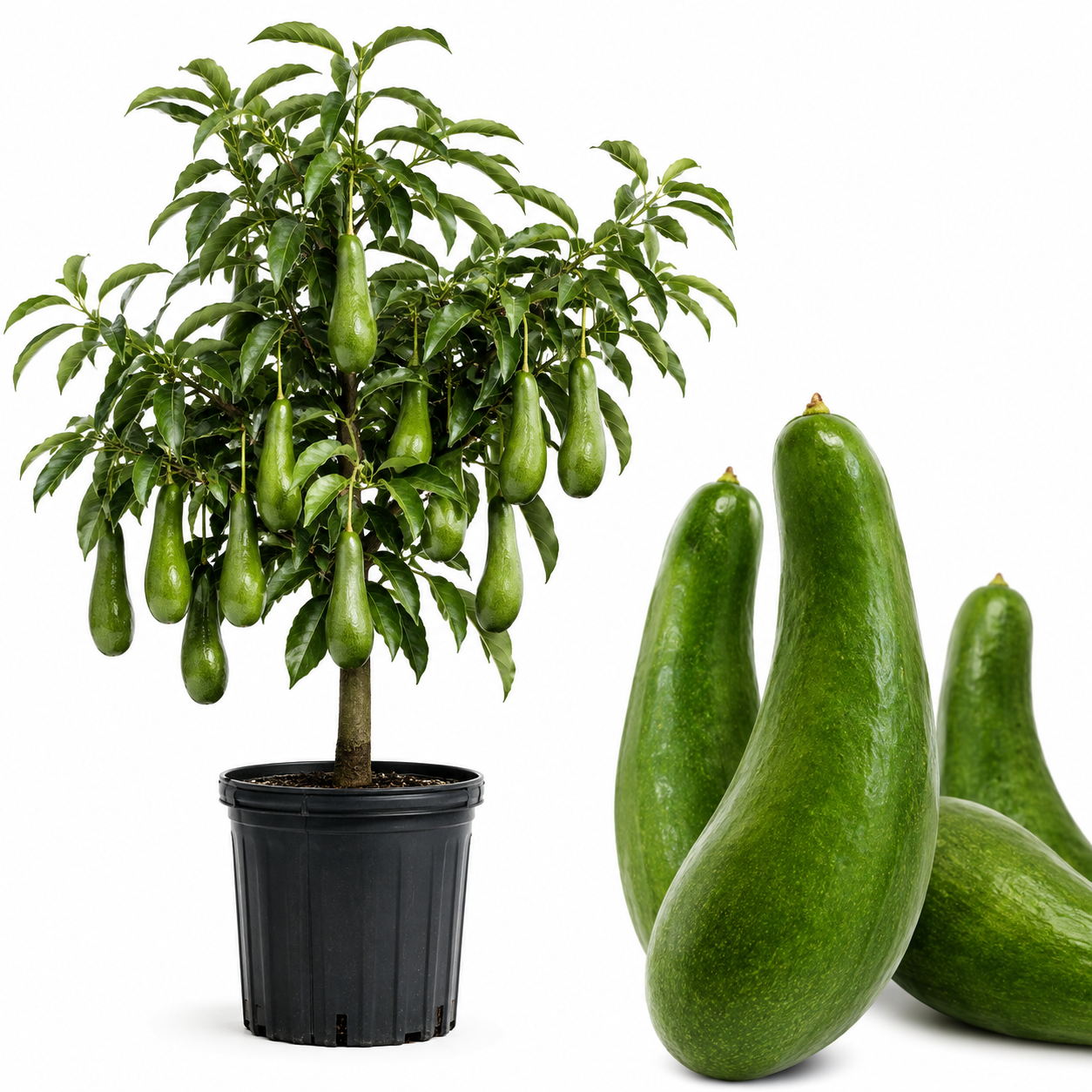 Avocado Plant Live – Russell Avocado Tree | 30–36 Inch Tall Potted Plant | Outdoor Fruit Tree for Home Gardens & Landscape Planting (No Ship to CA,HI,AK)