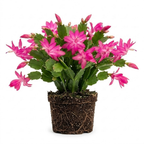 Orange Christmas Cactus Plant, 5-6 Inch Tall, Winter Blooming Succulent Starter for Home Décor, Low Maintenance Plant for Bright Indoor Spaces and Holiday Gifts