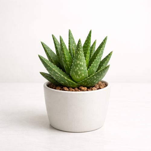 Live Aloe Plant for Planting | Aloe Vera Chinensis Plant in Size 2 Inch Pot | Suitable for Home Garden, Office, and Outdoor Beds | Fully Rooted Houseplant for Indoor Décor, Easy Care & Gift Giving