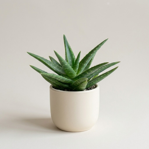 Live Aloe Vera Plant Succulent Trees | Aloe Vera Chinensis in Size 2 Pot | Suitable for Indoor or Outdoor Garden | Easy-Growing Aloe Vera Pen Plant Ideal for Home Décor