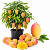 Mango Trees Live Plants | 2.5–3 Ft Tropical Mango Variety | Fresh, Juicy Mango Fruit Tree for Yard & Patio (No Ship to CA,HI,AK)