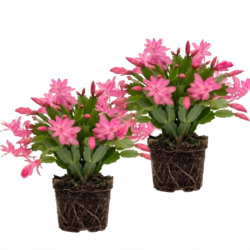 2 Orange Christmas Cactus Live Plant, 5-6 Inch Tall, Easy to Care Indoor Winter Houseplant for Office Desk and Patio Decor, Vigorous Live Holiday Plant